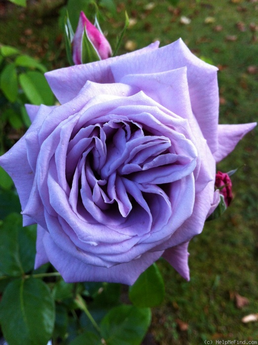 'Intermezzo' rose photo