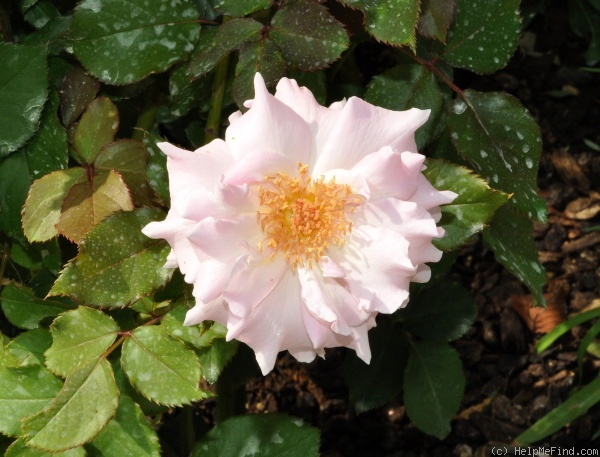 'La Mariée' rose photo