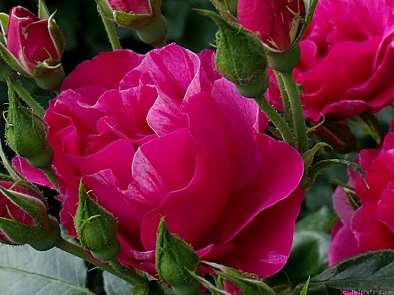 'Haus Habsburg' rose photo