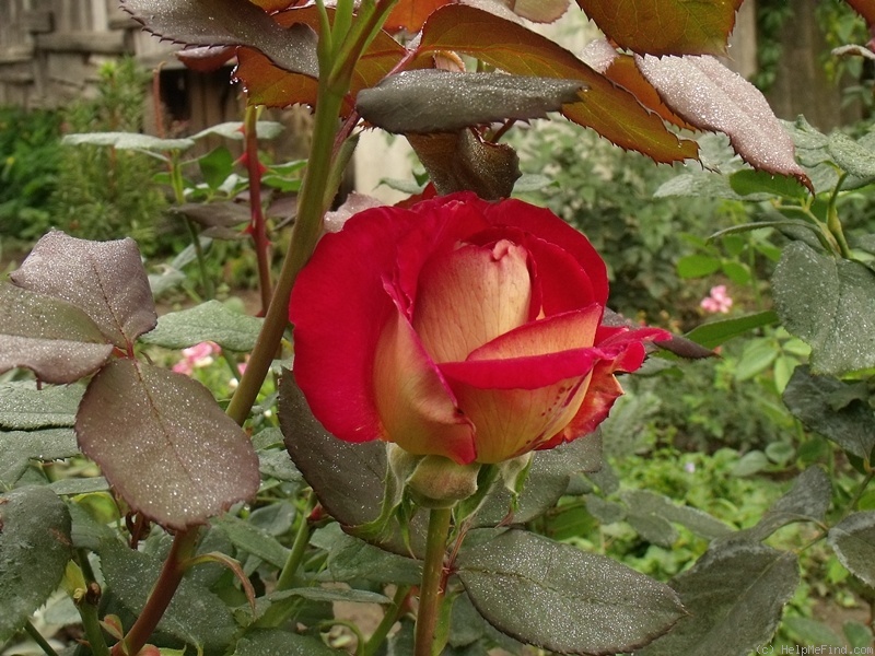 'Bolchoï ® (hybrid tea, Meilland, 1996)' rose photo
