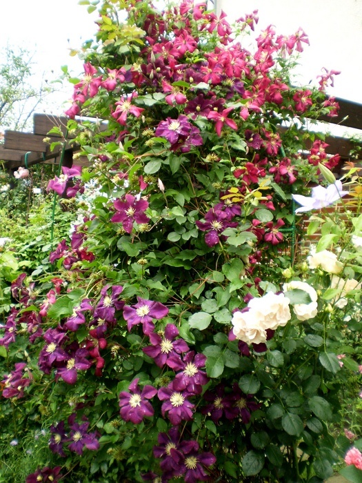 'Kaja garden'  photo