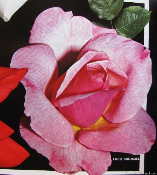 'Lord Brummel' rose photo