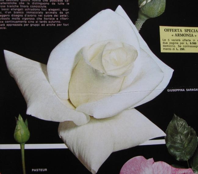 'Giuseppina Saragat' rose photo