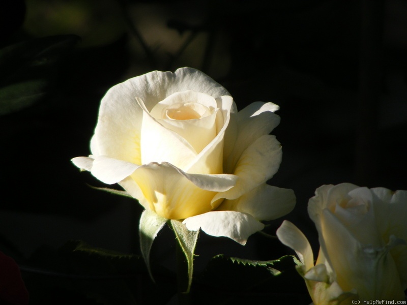'Golden Silk' rose photo