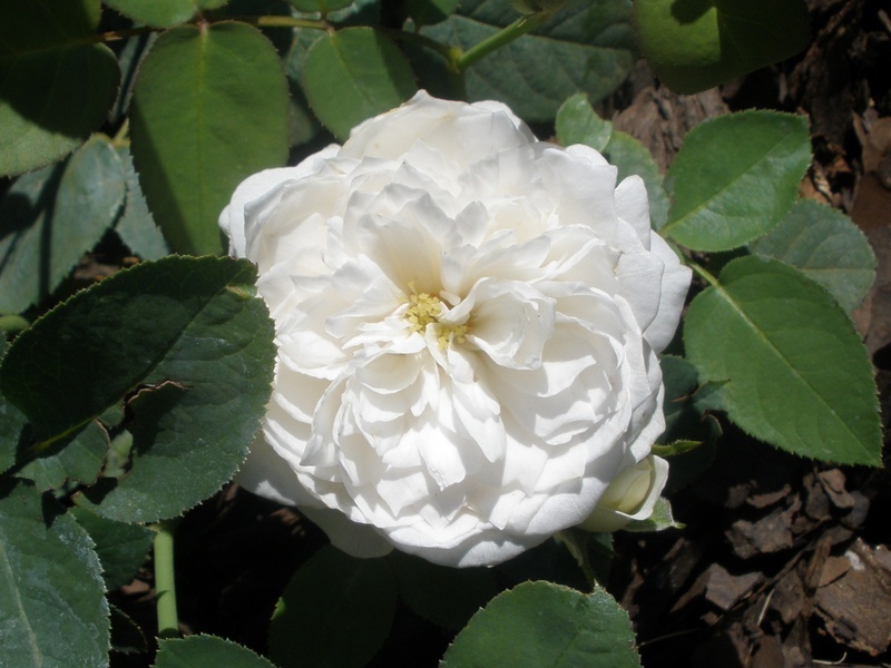 'Fair Bianca ®' rose photo