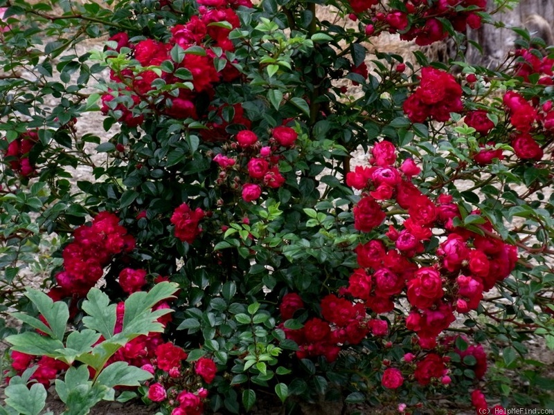 'Morinda' rose photo