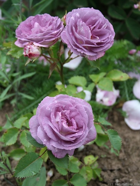'Blue Tango' rose, click to enlarge 'Blue Tango' rose photo