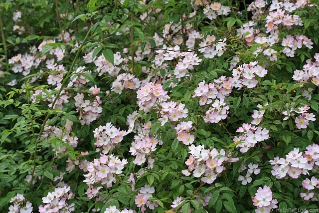 'Gretchen' rose, click to enlarge 'Gretchen' rose photo