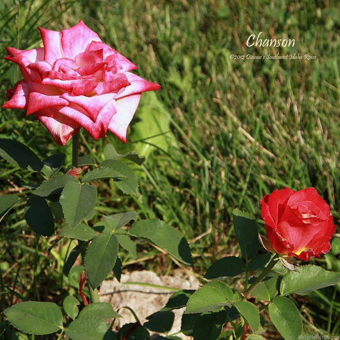 'Chanson' rose photo