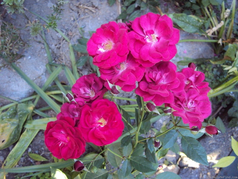 'Leipzig' rose photo