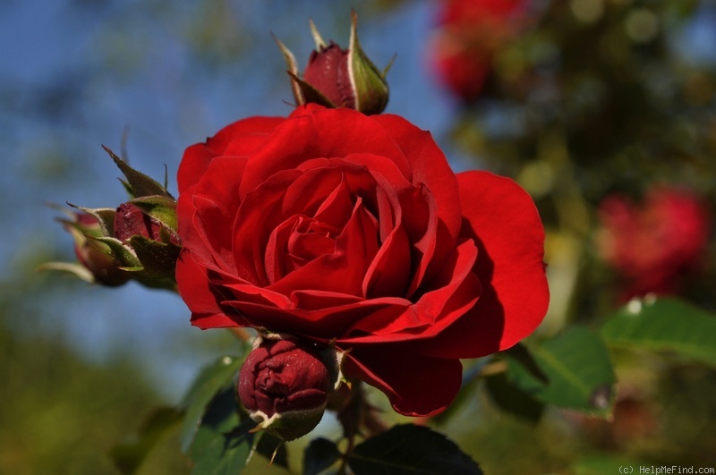 'Amadeus ™ (LCl, Kordes 2003)' rose photo