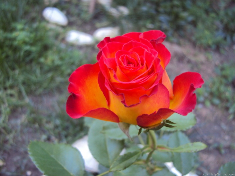 'High Society® (florists rose, Interplant, 2000)' rose photo
