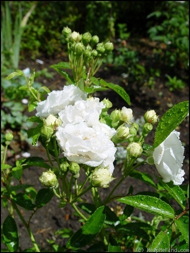 'Yvonne Rabier' rose, click to enlarge 'Yvonne Rabier' rose photo