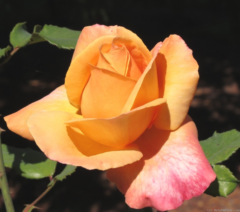 'Lolita ® (hybrid tea, Kordes 1972)' rose photo