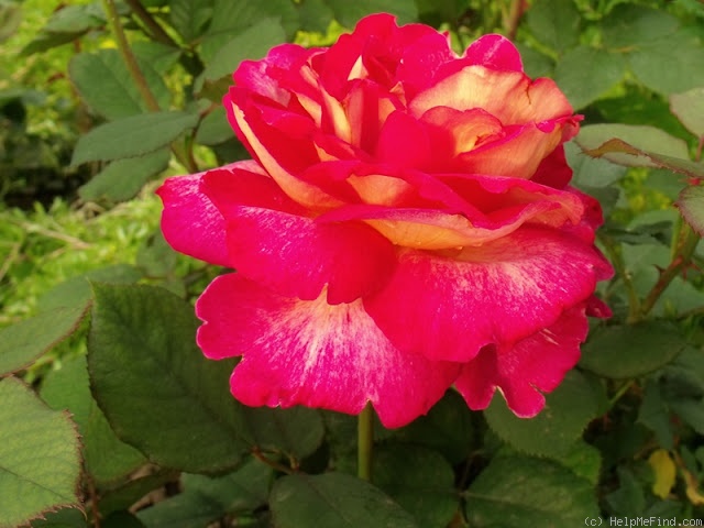'Bolchoï ® (hybrid tea, Meilland, 1996)' rose photo