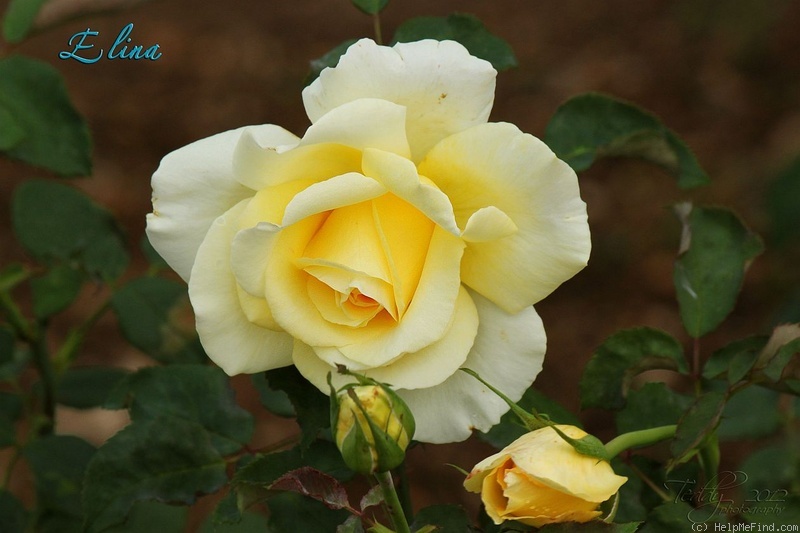 'Elina ®' rose photo