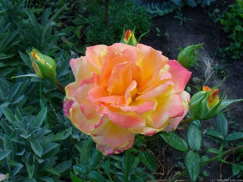 'Philippe Noiret ®' rose photo