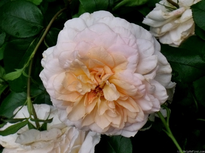 'Schloss Eutin ® Fairy Tale' rose photo