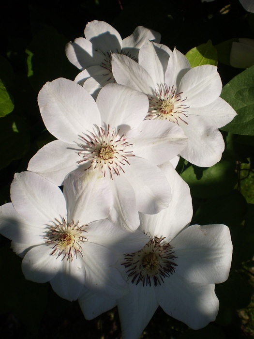 'Kaja garden'  photo