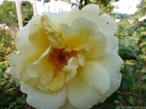 'Goldspatz ®' rose photo