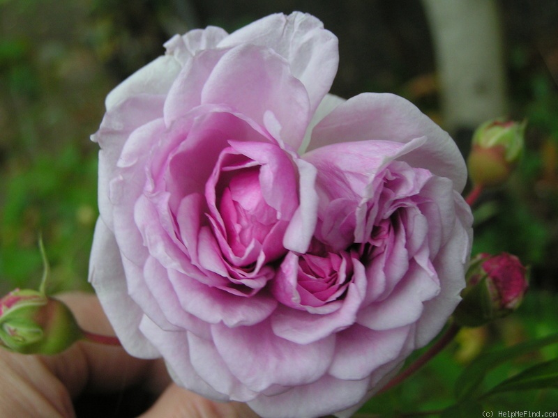 'Annie Laurie McDowell' rose photo