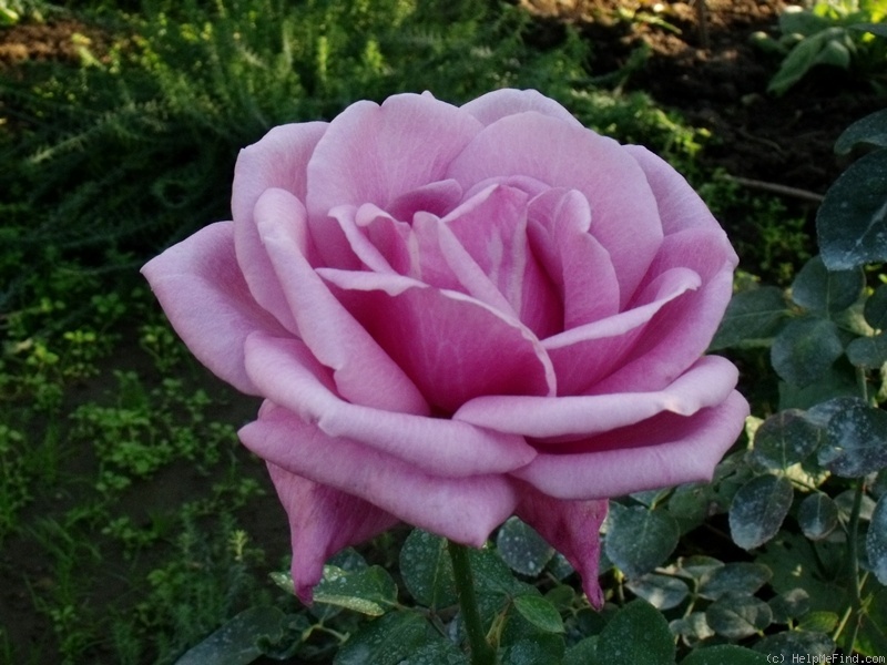 'TANnacht' rose photo