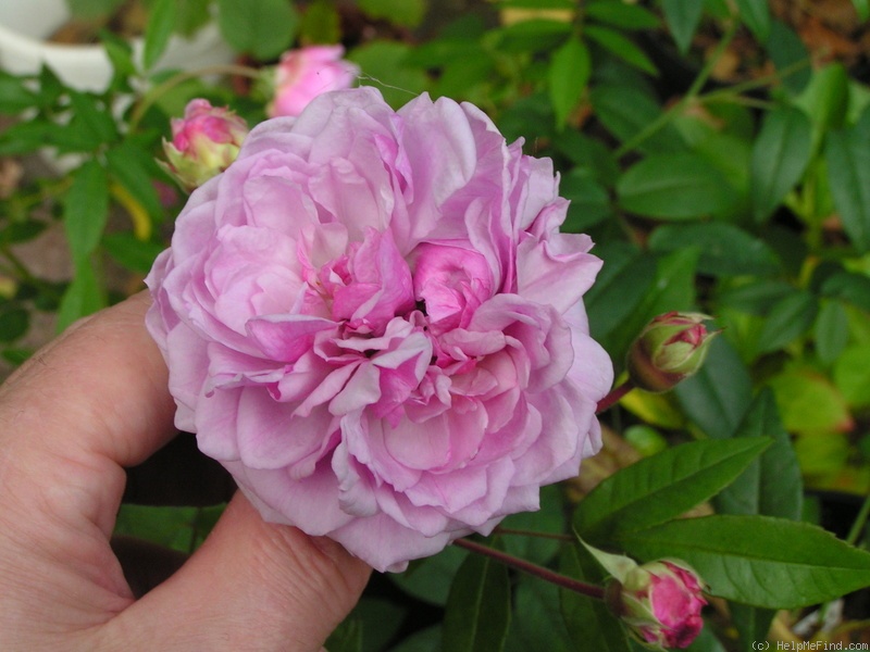 'Annie Laurie McDowell' rose photo