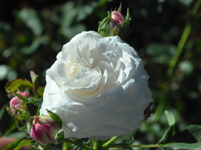 'Boule de Neige (bourbon, Lacharme, 1867)' rose photo