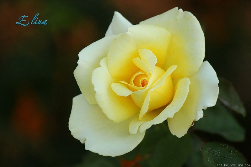 'Elina ®' rose photo