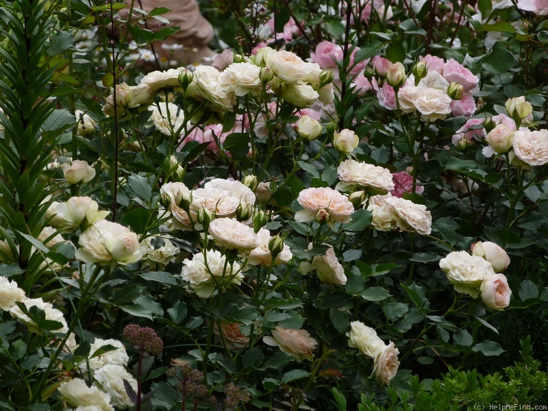 'Pastella ® (floribunda, Evers/Tantau, 1998)' rose photo