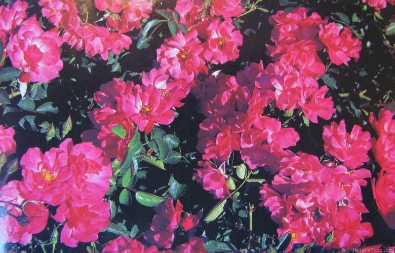 'Andromeda ® (shrub, Barni, 2002)' rose photo