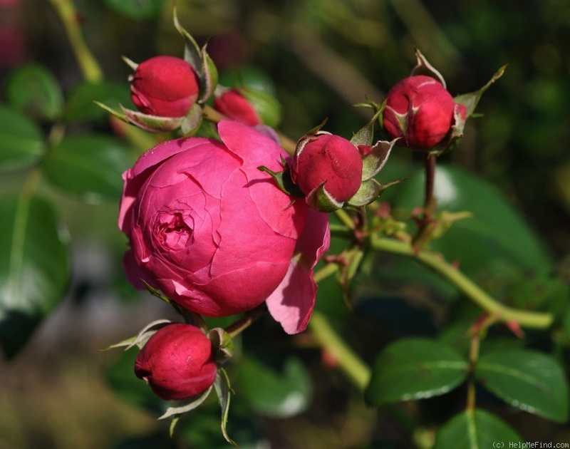 'Pomponella ® (floribunda, Kordes 2005)' rose photo