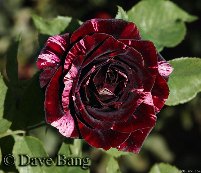 'Black Cherry Ice Cream' rose photo