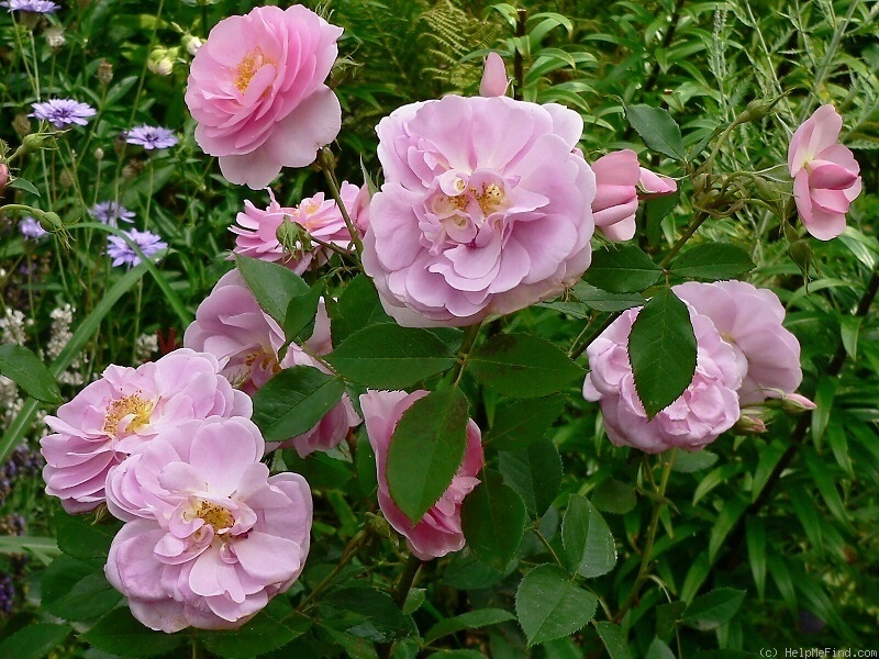 'Cariad' rose photo
