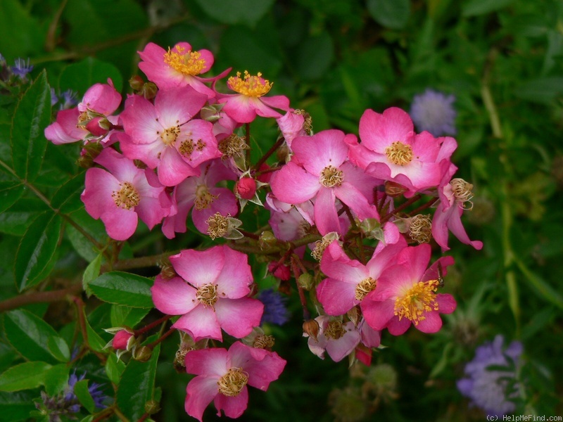 'Juanita ® (shrub, Kordes, 1996/2007)' rose photo