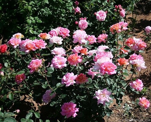 'Oh sunny days' rose photo