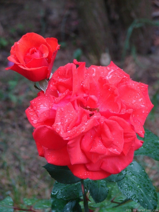 'Luchian' rose photo