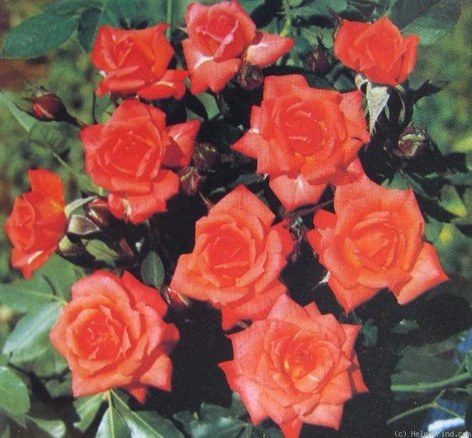 'Corallina (patio, Barni, 1993)' rose photo