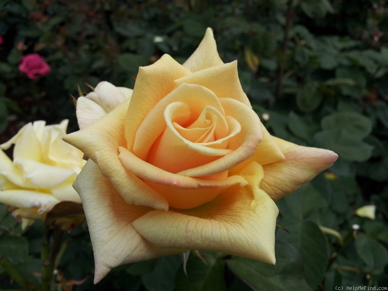 'Golden State (hybrid tea, Meilland 1937)' rose photo