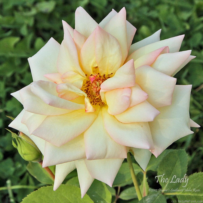 'The Lady' rose photo