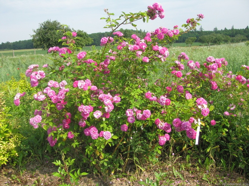 'Beauty of the Prairies' rose photo