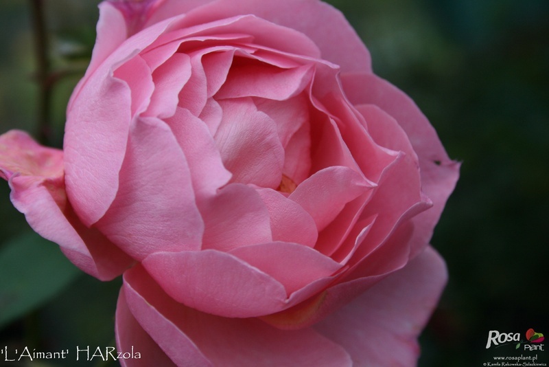 'L'Aimant' rose photo