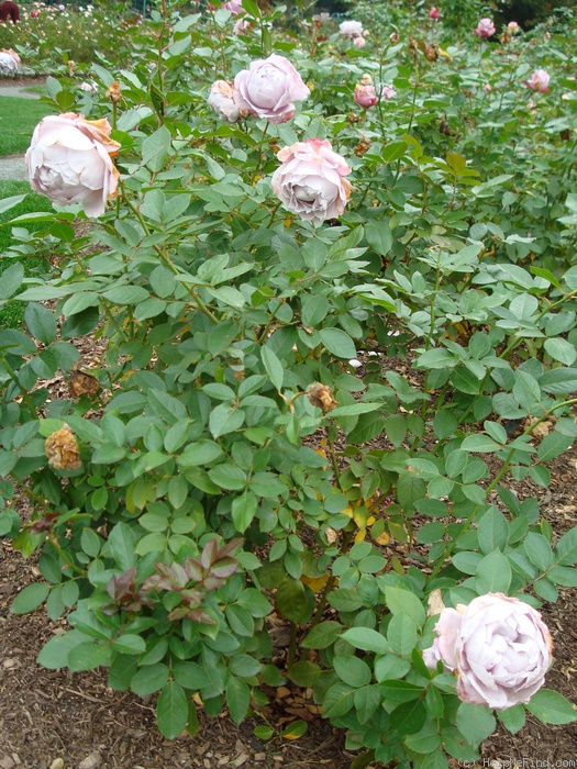 'Poseidon (floribunda, Kordes, 2004)' rose photo