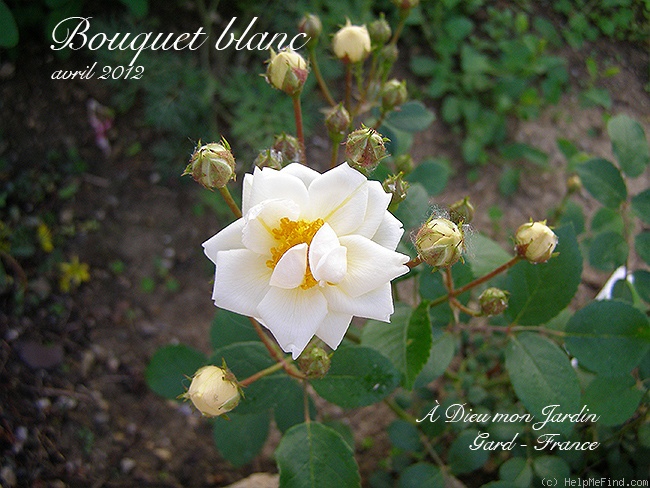 'Bouquet Blanc (polyantha, E. Corrard, 1914)' rose photo
