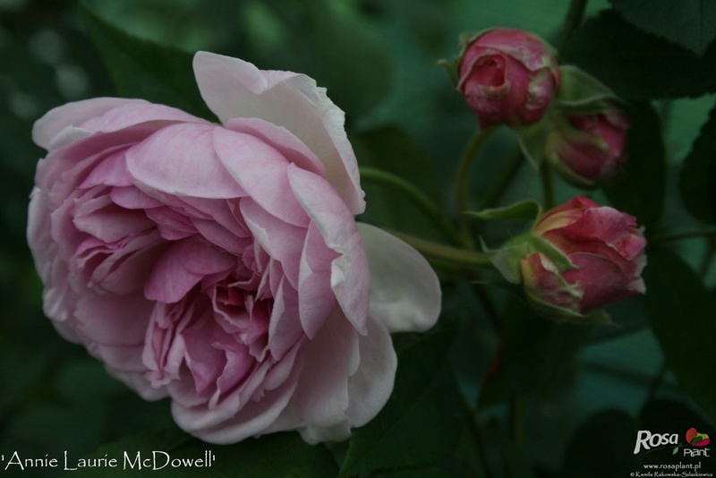 'Annie Laurie McDowell' rose photo