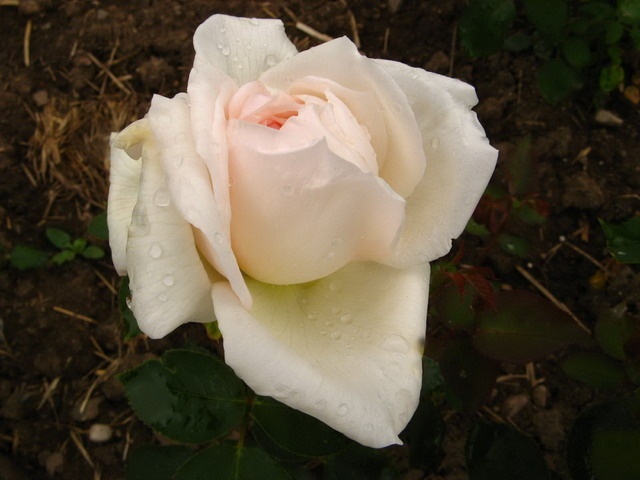 'Jean Brown' rose photo