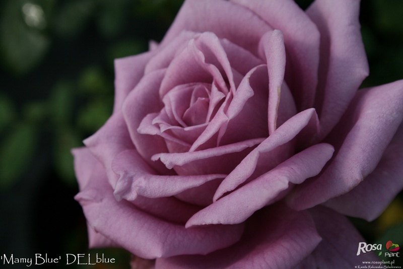 'Mamy Blue ®' rose photo