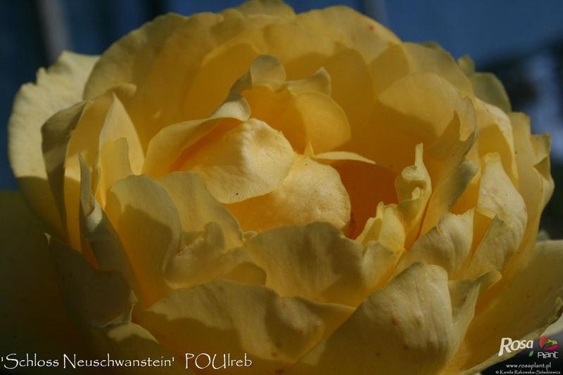 'Schloss Neuschwanstein ™' rose photo