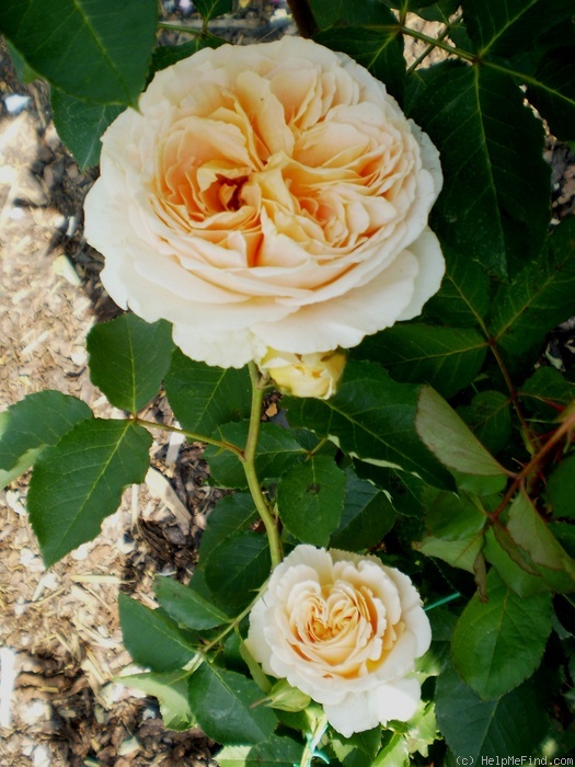 'Odile Masquelier ®' rose photo