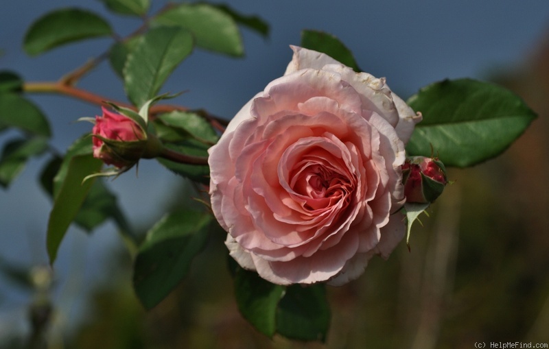 'James Galway' rose photo